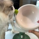 도그핑크 | 그램도그 고양이 강아지 높이조절 식기 도자기 식기 가성비