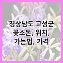 꽃소돈 네이버블로그