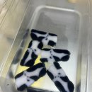 라쿵푸마라탕(구미비산점) | 구미 옥계 맛집 추천 포장 배달 가능한 "라쿵푸 마라탕" 생각보다 너무 만족!