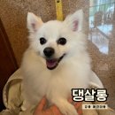 댕살롱 | 강릉 애견미용ㅣ댕살롱 목욕하고 온 후기