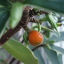 열매세탁소 이미지