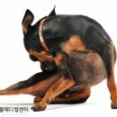 24시 블레스동물메디컬센터 이미지