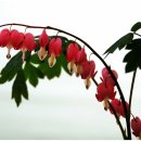 보성야생화 이미지