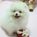 Pom생Pom사 이미지