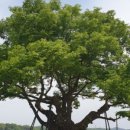 영풍 단촌리 느티나무 이미지