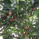 은혜농장 이미지