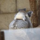 코알라 - 중구 남대문시장4길 21 | 코알라