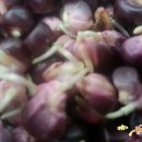 금별농장 이미지