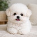 마마스미독 강아지분양 인천점 | 🐶 인천강아지분양 말티즈 믹스 종류 총정리 (말티푸·말티폼·말티숑·말티츄·몰키 특징/성격)