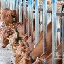 녹색한우농장 이미지