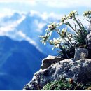 에델바이스 이미지