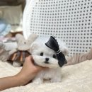 메종드퍼피 이미지