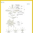 자주 접하는 식물용어를 그림과 함께 정리 이미지