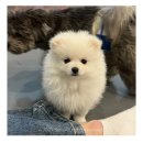 약지애견카페 이미지