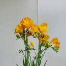 원플라워 이미지