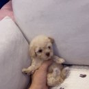 타이니펫 송파헬리오시티점 | "반려동물 영양학: 실생활에서 적용하기 위한 영양소 별 가이드" /타이니펫 송파헬리오시티점