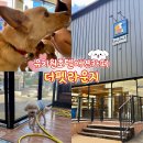 수정유치원 | [성남/애견카페] 태평동 애견유치원 반려동물 애견호텔 미용 추천 ‘더펫라운지’ N번째 방문후기