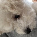 샤워하개 이미지