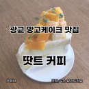 화니커피 | 광교 애견동반 카페 땃트 커피 망고케이크, 바나나푸딩 존맛 내돈내산 재방문 후기