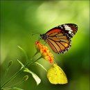 노랑나비 이미지