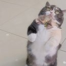 이개 내고양이 이미지