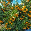 새론농장 이미지