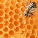 벌떼유통 이미지