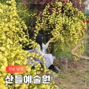 남해군푸드뱅크 | 남해 목향장미 명소 추천 남해산들예술원 실시간 솔직 후기