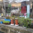 꽃그림 천아트 이미지