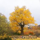 말하는 은행나무 이미지