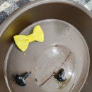 드림농장 | 농부일상 (16) ㅣ 토피어리 만들기, 드림뜰체험농장 다녀온 후기