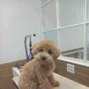 설 grooming 이미지