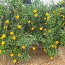 권오선농장 이미지