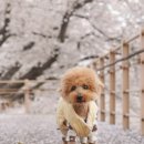 삼국식당 이미지