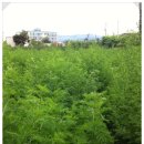 개동농장 이미지