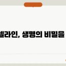 셀라인