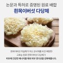 극손상 모발 머릿결 관리 트리트먼트 단백질 헤어팩 추천 그레니 내돈내산 후기