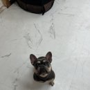 제물포애견 이미지