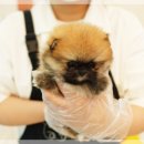 힐링애견샵 이미지