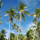 참..긴 코코넛 나무 이미지