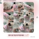 우리집 첫째 | 부산애견호텔 부산역애견호텔 우리집첫째 초량점 호텔링 후기