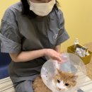 뚱보 고양이 | 인천부평구고양이미용실 우리 아이가 편안하게 미용 받을 수 있는 [뚱보고양이] 후기