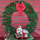 퍼피댕글 이미지