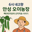 안성농장 | 6시 내고향 오이농장 안성오이농장 백다다기오이 주문방법 및 예약, 주차, 인터넷주문, 택배