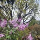 장안벚꽃길 이미지