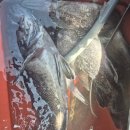 씨엔텔 민박 이미지