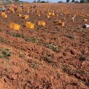 경일농장 이미지