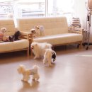 도니바니 이미지