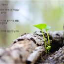 너는 꽃이다