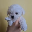 미니 & 바니 애견샵 | 부여강아지 미니비숑 분양 - 대전 동양 애견에서 만난 작은 행복